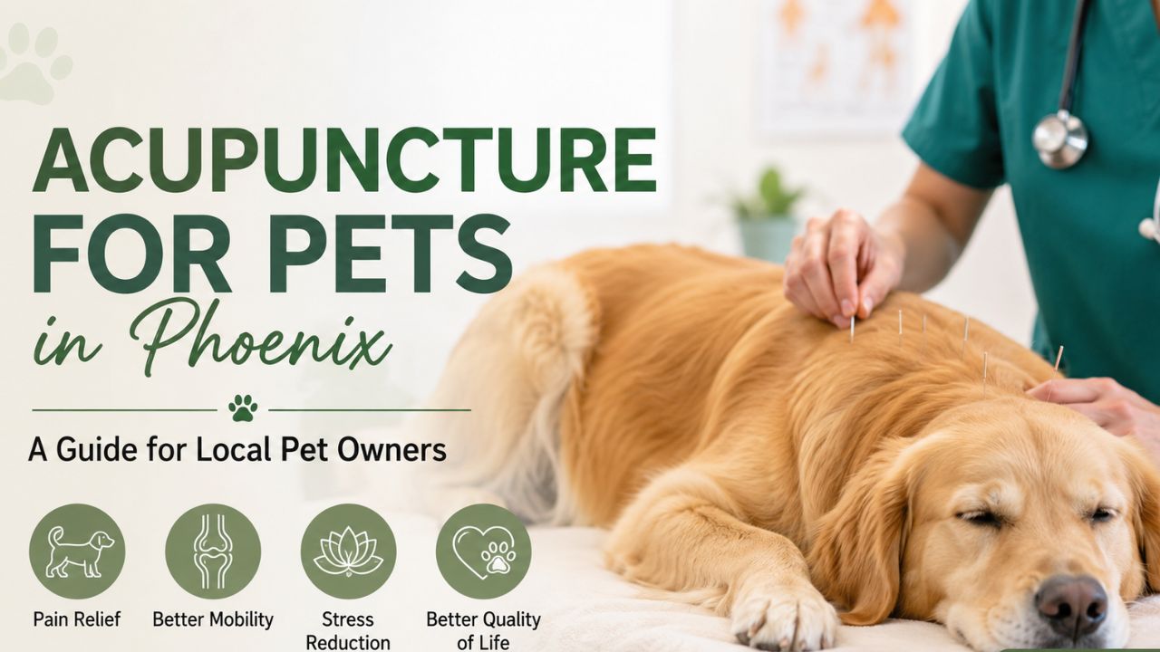 Acupuncture for Pets in Phoenix Guide
