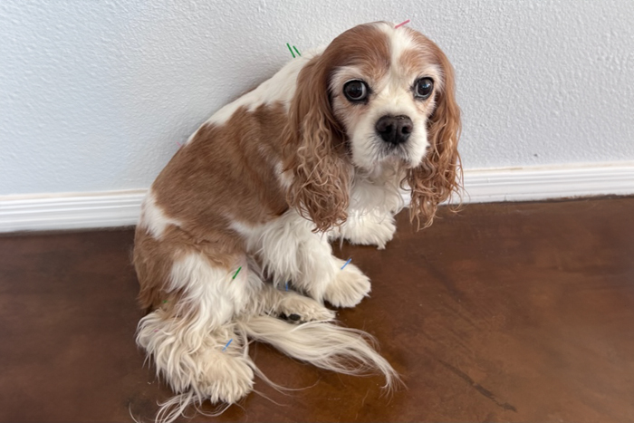In-Home Pet Acupuncture
