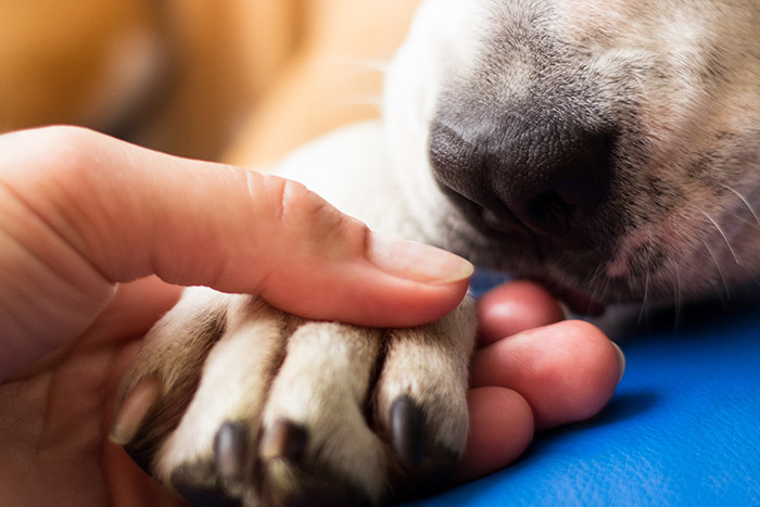 In-Home Pet Euthanasia