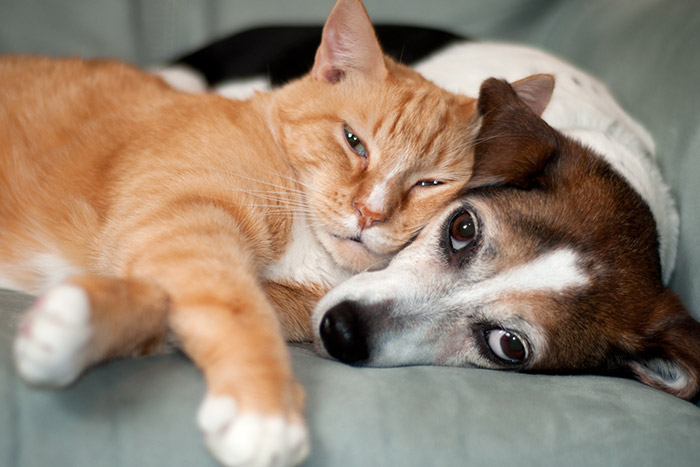 Pet Hospice Care