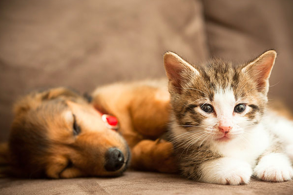 In-Home Pet Euthanasia & After-Life Care