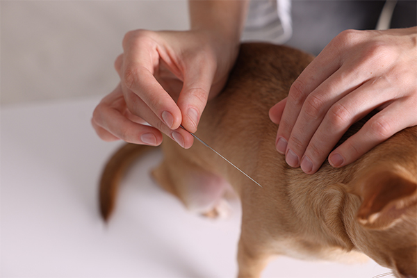 In-Home Pet Acupuncture